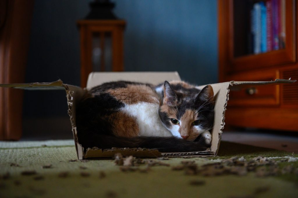 cat in a box