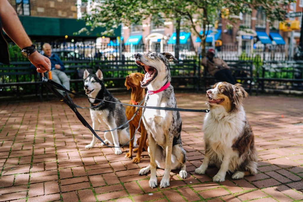 dogs in a park 