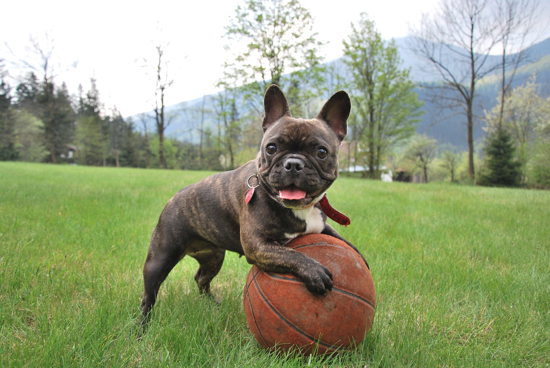 dog standing on basketball