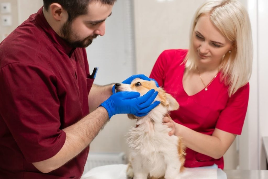 Pet at Vet