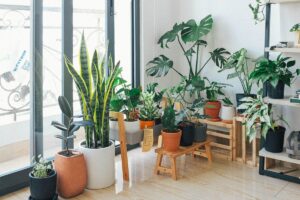 Indoor Plants